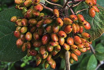 Vlněná sněhová koule, kalina lantana, ovoce, nezralý, rostlin, ovocný stojan, letní, pižmová bylina, adoxaceae, Okrasné Dřevo, keř