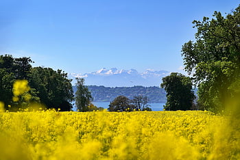 rapeseed, cool Backgrounds, yellow Flowers, desktop Backgrounds, Wallpaper 1920x1080, field, nature Wallpaper, floral Background, geneva Lake, mont Blanc, Wallpaper