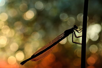 vážka, podsvícení, bokeh, ochrany druhů, makro, západ slunce, křídlo, létající hmyz, zblízka, typy forem, relaxovat
