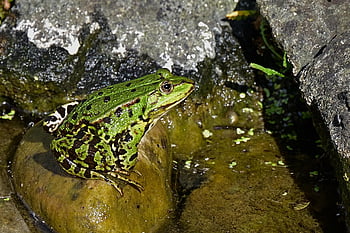 frog, animal, pond, water, amphibian, swim, vertebrate, green, biotope, animal Photography, nature
