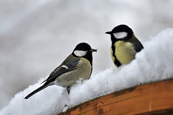 シジュウカラ、 冬、 鳥、 動物たち、 バードウォッチング、 鳥類学、 野生動物、 自然、 鳴き鳥、 雪