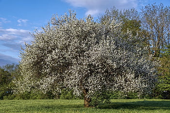 ovocný strom, květy, květ, strom, Slivoň, švestkové květy, Příroda, švestky, jaro, ovocný strom kvetoucí, nebe