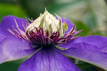 bunga, biru, mekar, berkembang, clematis, tanaman pemanjat, alam, flora