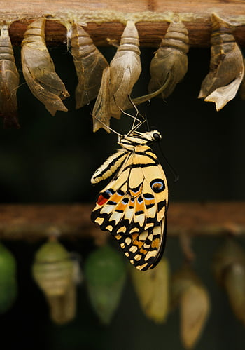 otakárek butterfly, vynořující se motýl, kukly, živá křídla, detail, metamorfóza, životní cyklus motýlů, fotografování přírody, proměna hmyzu, volně žijících živočichů, stádium kukly