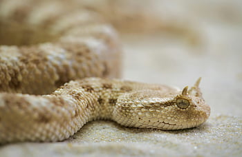 bílý tan hada, rohatý zmije, pouštní písek, jedinečné měřítka, detail, plaz, volně žijících živočichů, Příroda, Snake Photography, jedovatý had, pouštní zvíře