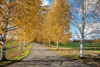 l'automne, bouleaux, route, forêt de bouleaux, dans les bois, personnage, paysage, Finlande