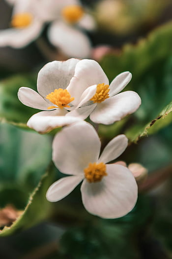 bílé květy, objektiv s naklápěcím posunem, detailní fotografie, Pozadí měkkého zaostření, jemné lístky, Bílé květiny Prilrose, květinové fotografie, fotografování přírody, jarní květiny, zahradní květiny, květina makro