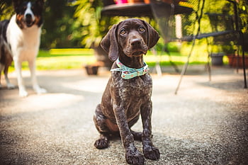 german Shorthaired Pointer, puppy, gsp Puppy, gsp, gsp Dog, pointer Puppy, dog, pet, nature, cute, cute Animal