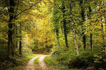 forest, autumn Forest, nature, path, landscape, trees, deciduous Forest, trail