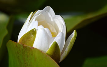 flower, white Water Lily, plant, flower Background, water Lily, blossom, bloom, leaves, aquatic Plant, pond, beautiful Flowers