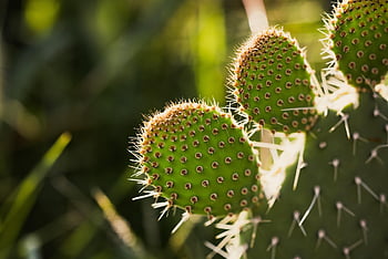 pichlavý hruška, kaktus, trny, nopal, pichlavý, rostlina, Příroda, makro, detailní