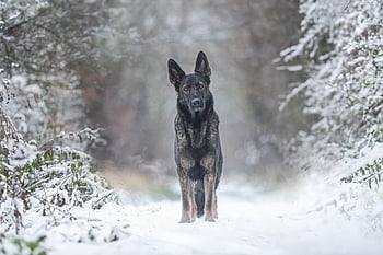 cane, natura, cane pastore tedesco, animale domestico, canino, animale, la neve, inverno