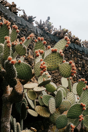 fico d'india, Parete di roccia lavica, Cactus Opuntia, fioriture vibranti, pietra lavica testurizzata, Lanzarote, fiorisce di cactus, pianta del deserto, paesaggio naturale, roccia vulcanica, giardino di cactus