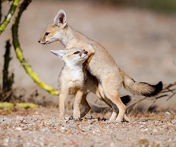 fox, baby, cute, animal, nature, wildlife, fuchs, wild, fur, predator, furry