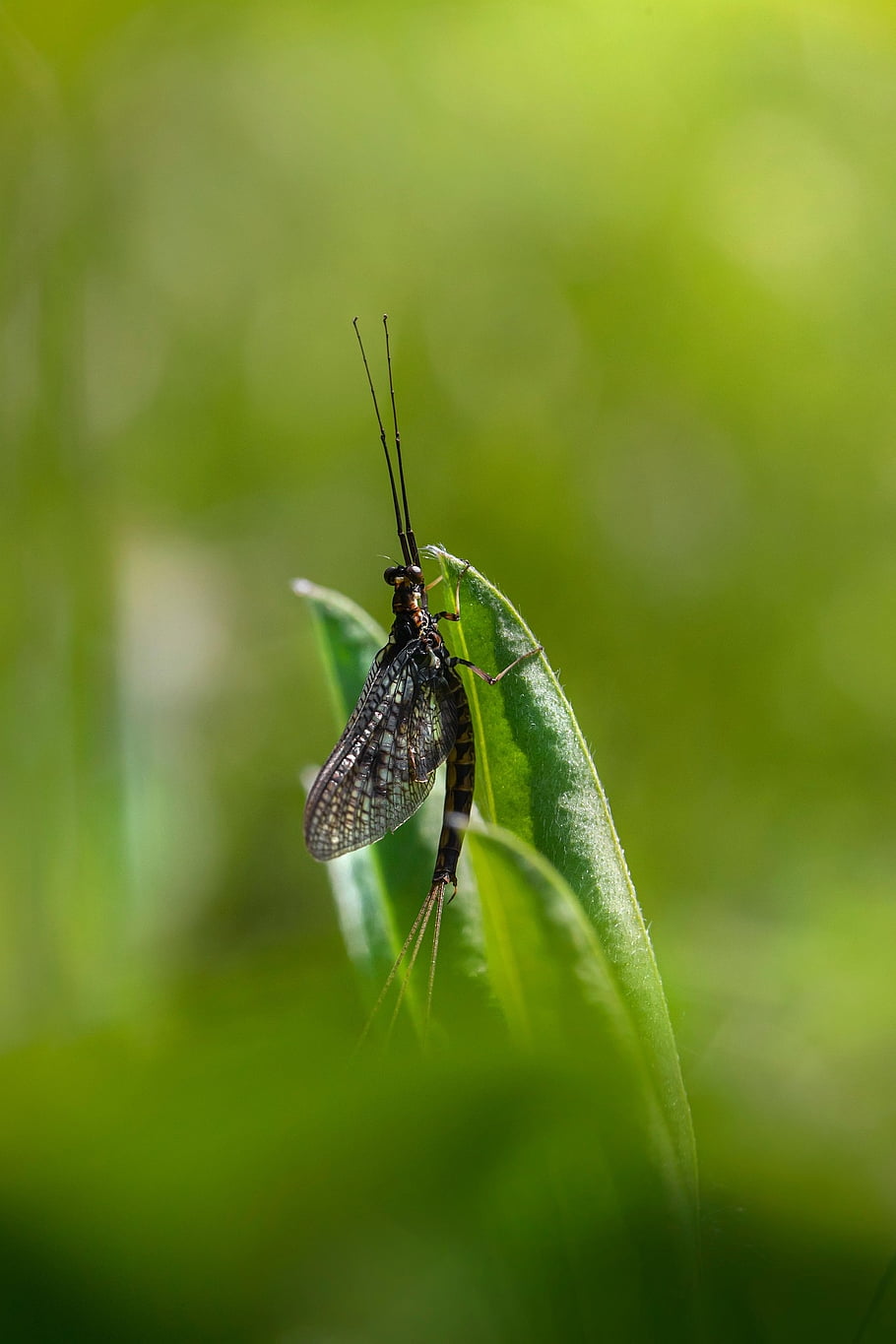 メイフライ、 バグ、 草、 甲虫、 マクロ、 自然、 飛ぶ、 工場、 葉、 動物の翼、 屋外