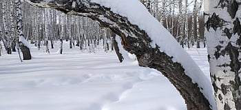зимний лес, деревья в снегу, зиμα, зима в лесу, снег в лесу, березовый лес, березы под снегом, белый снег, белые березы, зимний день