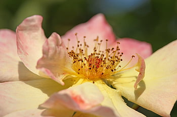 rose d'escalade, Rose, fleur, Floraison, jardin, pollen, étamines, stigmate, une rose, flore, floriculture