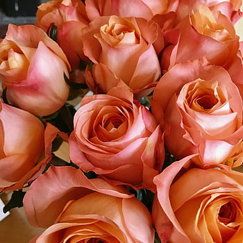 pink roses, blooming roses, delicate petals, vivid colors, close-up flowers, pile of roses, pink rose flowers, beautiful roses, floral bouquet, rose bouquet, rose petals