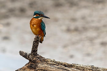 pták, ledňáček, ornitologie, peří, druh, fauna, zvíře, Příroda, ptačí
