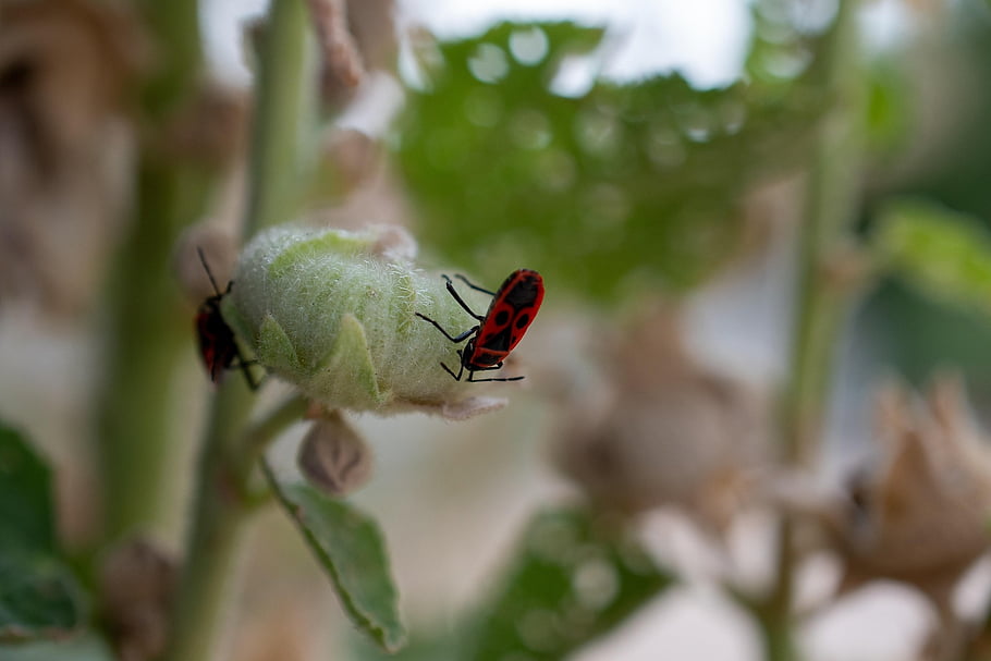 insect, beetle, entomology, hollyhock, macro, bud, bug, insect On Flower, beetle On Bud