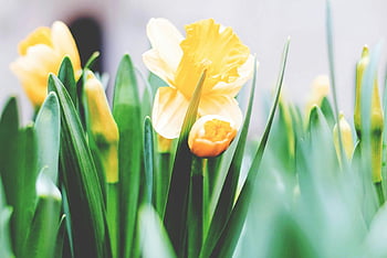 žluté květy, jasně žluté narcisy, zelené listy, jarní zahrada, květinové fotografie, jarní květy, zahradní květiny, narcis květiny, fotografování přírody, jarní květiny, žluté narcisy
