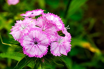 flowers, carnation, bloom, blossom, petals, botany, macro, nature, pink