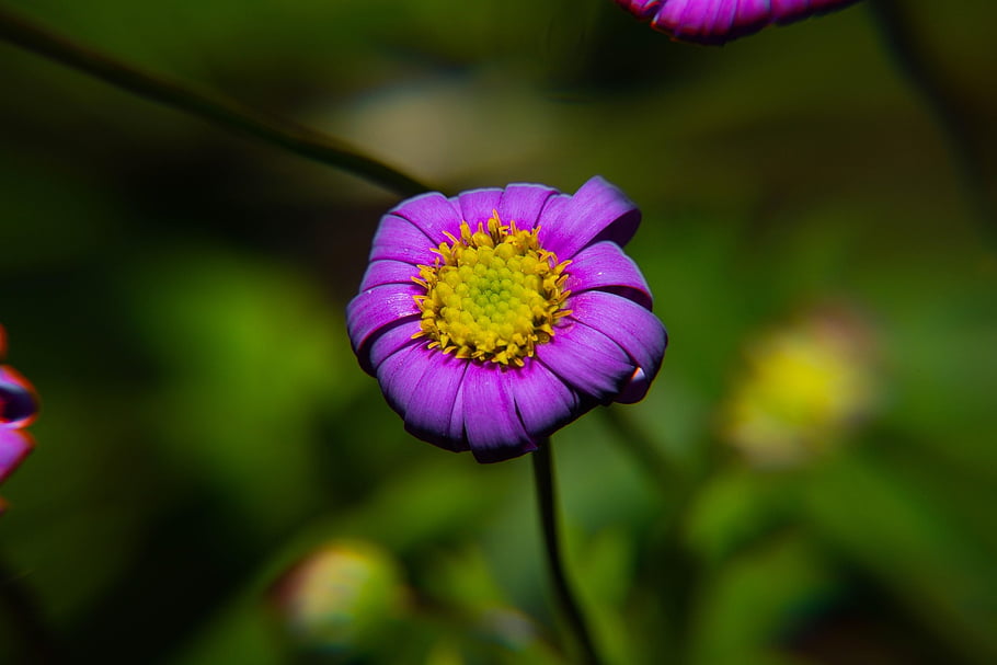 spring, pollen, yellow, flower Wallpaper, detail, beautiful Wallpaper, full Hd Wallpaper, windows Wallpaper, floral Background, season, flower