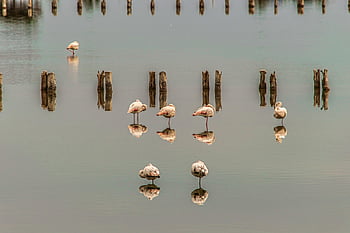 birds, sea, mirror, reflection, summer, sky, bird Watching, wildlife, island, italy, ornithology