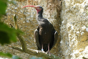 waldrapp, the Northern Bald Ibis, the Black Ibis, zoo, alpenzoo, nature, innsbruck, austria, protected, threatened, beak