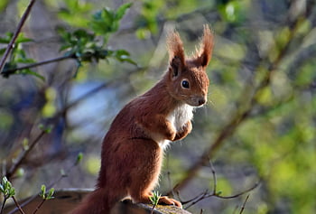 squirrel, oak Kitten, rodent, animal, forest Animal, tree, cute, nature, foraging, creature, possierlich