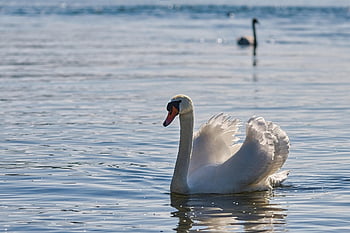 mute Swan, lake, swan, bird, cygnus Olor, water Bird, nature, bird Watching, ornithology
