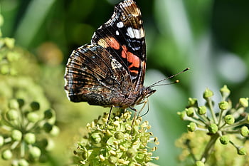 red Admiral, flower, beautiful Flowers, butterfly, insect, wings, plant, petals, bloom, garden, flower Background