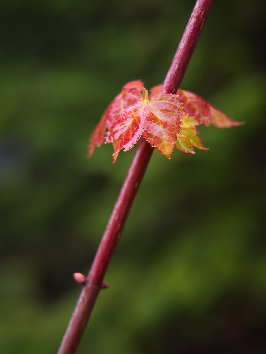 Baum, Ast, Natur, Knospe, frisch, natürlich, Jahreszeit, Frühling, Frische, Botanik, Flora