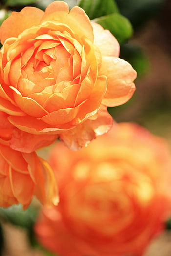 rosa, arbusto rosa, cão rosa, flores, pétalas, pólens, estames, floretes de disco, floretes de raios, Flor, brotar