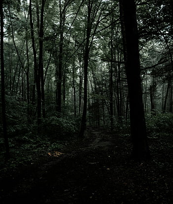 hutan gelap, hutan lebat, hutan berkabut, jalur hutan, Pohon Rimbun, hutan belantara yang tenang, hutan misterius, jalur gelap, kabut hutan, suasana alam liar, pohon-pohon gelap