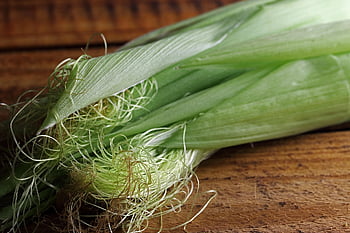 orecchio di mais, Mais, pannocchia, foglie verdi, seta di mais, grano, cereale, raccolto, estate