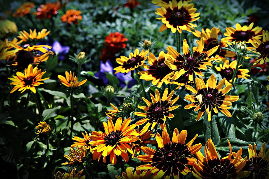 květiny, rostlin, zahrada, černooký susan, rudbeckia, květy, okvětní lístky, květ, letní, Příroda, detailní