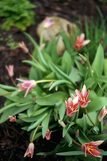 tulipani, fiori, Pellicola 35mm, fotografia analogica, fotografia cinematografica, fotocamera compatta, macchina fotografica d'epoca, natura, primavera, all'aperto, verdura