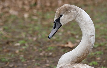 swan, nature, young Swan, mute Swan, gooseneck, water Bird, bird, animal