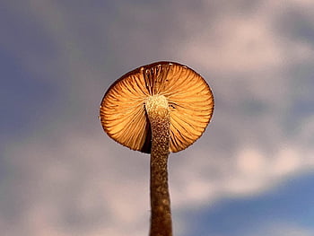 mushroom, fungus, nature, toadstool, sky, sunset, mycelium, outside, life, organic, universe