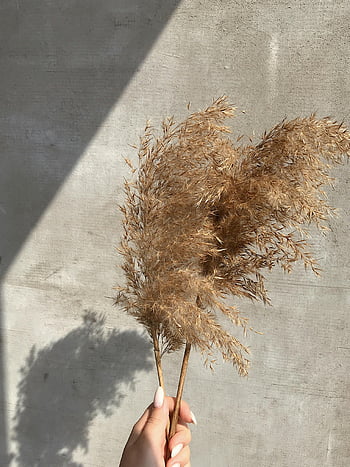 Estetická sušená pampas, Neutrální betonová stěna, hra stínů, osoba drží, uschlá tráva, sušené rostliny, přírodní výzdoba, Minimalistická fotografie, měkké osvětlení, venkovní zátiší, rustikální kouzlo