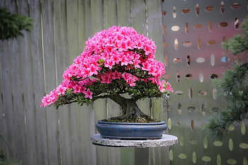 azalea, bonsai, wood, flowers, pink Flowers, japanese Garden, rhododendrons, flower Background, bloom, blossom, beautiful Flowers