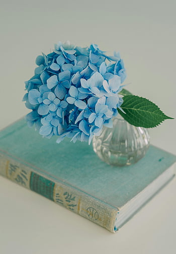 blue hydrangea, glass vase, vintage book, decor inspiration, elegant hydrangea, floral decor, vintage decor, blue flowers, book decor, glass vase decor, hydrangea in vase