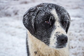 cane, inverno, cane pastore, la neve, cane da pastore, canino, animale, natura, animale domestico, mammifero, ghiaccio