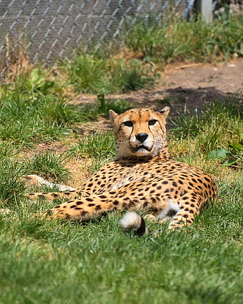 cheetah, zoo, predator, big Cat, wild Animal, nature, wildcat, wildlife, dangerous, fur, africa