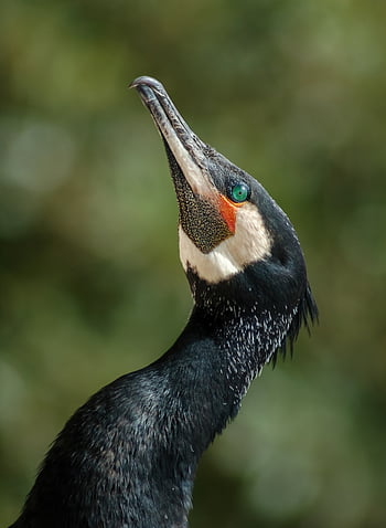 鵜、 鳥、 野生動物、 自然、 鳥類学、 鳥類、 動物相、 動物、 くちばし、 羽毛