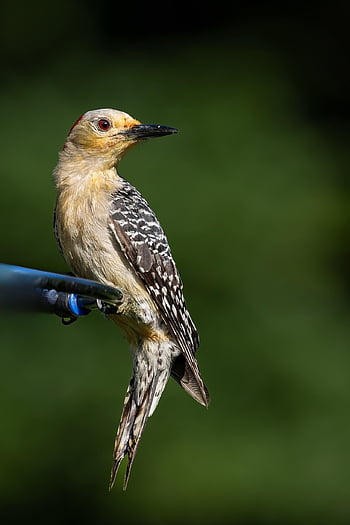 pták, mobilní tapety, ipad tapety, datel, krásná tapeta, ornitologie, druh, Příroda, tapeta uzamknout obrazovku, fauna, ptačí