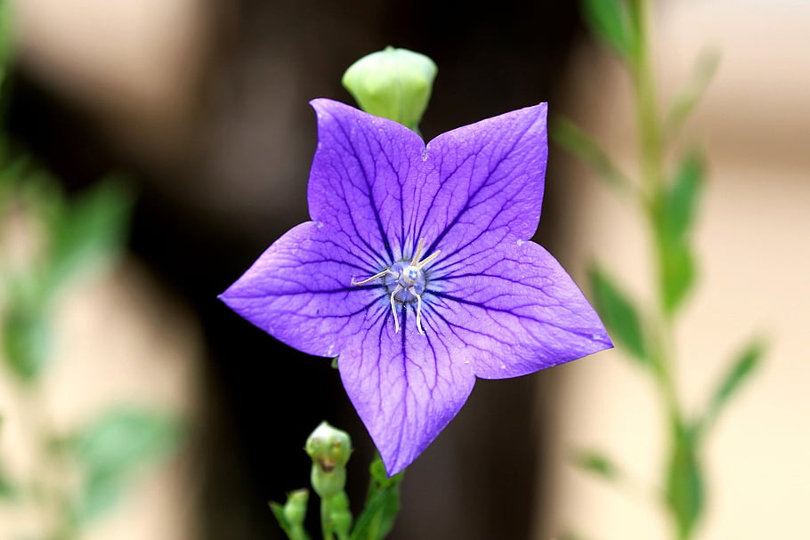 květ, zvonek, campanula, květinové pozadí, krásné květiny, růst, botanika, květinové tapety, okvětní lístky, makro, Příroda
