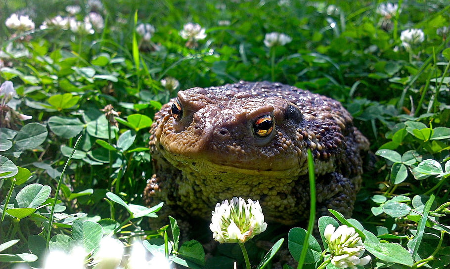 toad, nature, garden, summer, the Sun, portrait, meadow, grass