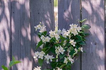 fence, flower Wallpaper, flowers, flower Background, garden, spring, wood, bloom, beautiful Flowers, summer, plot